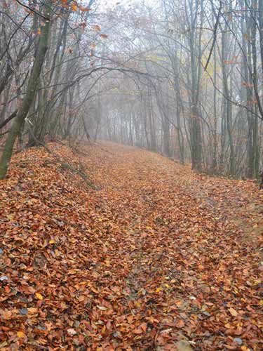Foto Pe Culmea Urisului (c) Lucian Petru Goja